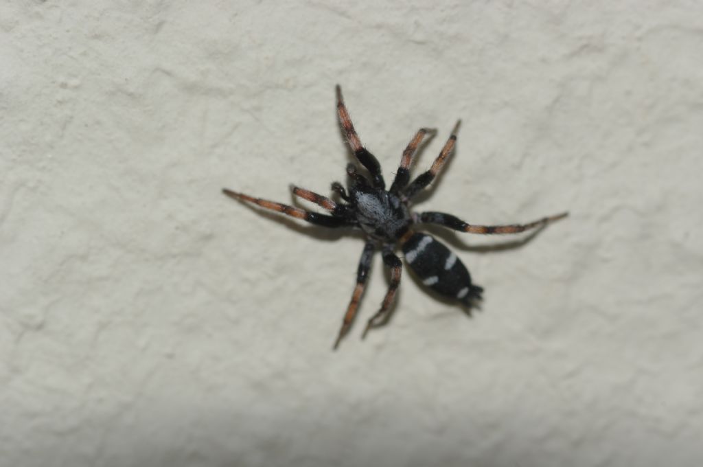 Poecilochroa sp. - Arcavacata di Rende (CS)